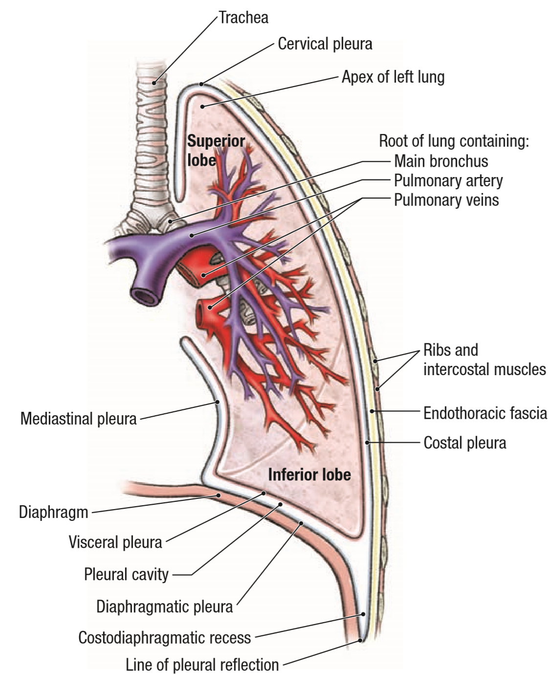 2.1 Thorax - Ross University Anatomy Instructional Site